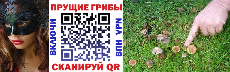закладки Эртиль ОМГ ОМГ как зайти Псилоцибиновые грибы мицелий